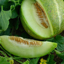 OGEN HAOGEN Melon ISRAEL 10 seeds